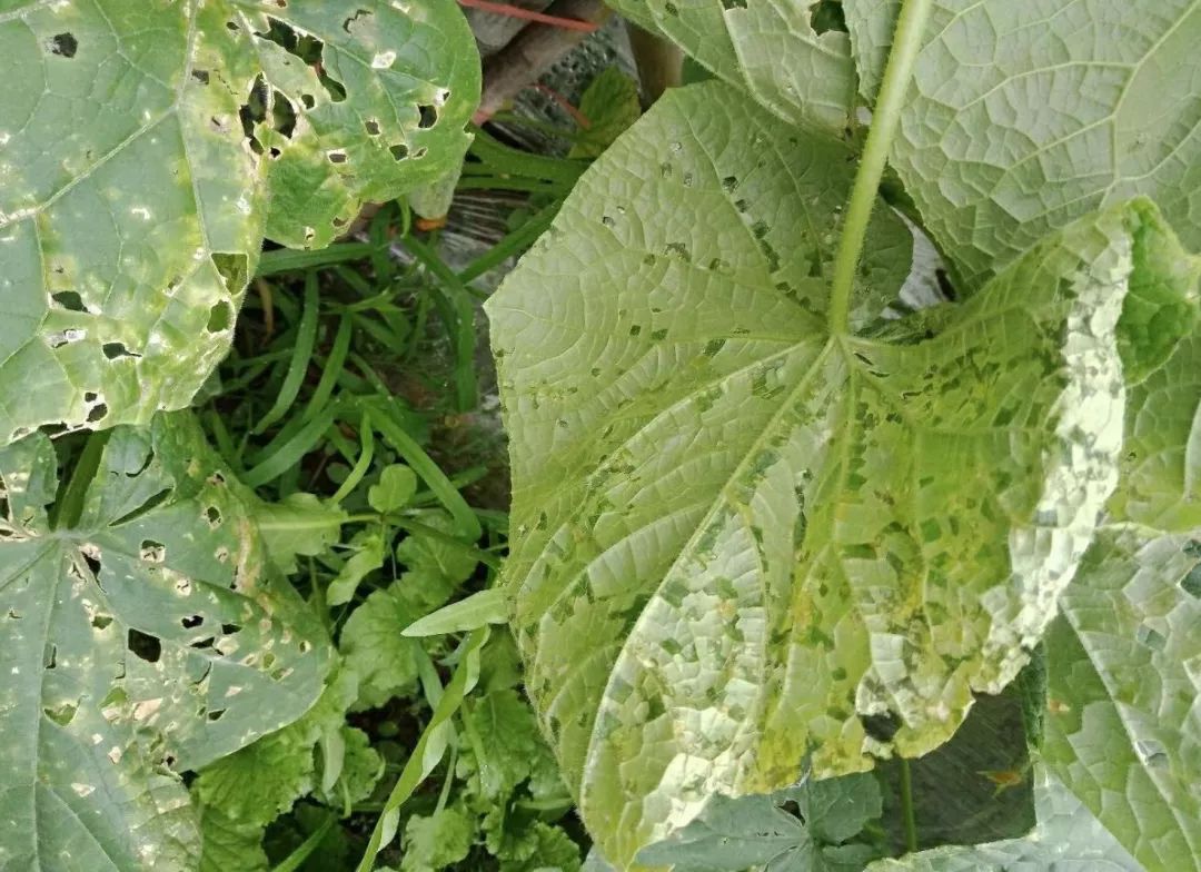 黄瓜蓟马病害图谱大全,黄瓜幼苗病害图谱