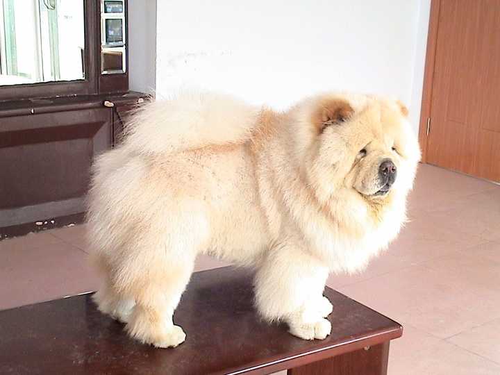 最齐全的狗狗品种介绍及图片,带你了解一下常见狗狗的品种