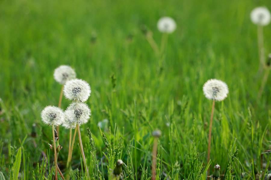 蒲公英价值高，再也不用去山里挖，阳台撒种子长出一大片