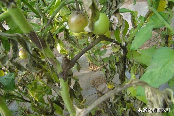 灰霉霜霉病的特效药,灰霉病和霜霉病的特效药一样吗