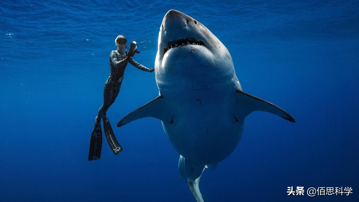 乌合麒麟给孟晚舟画的画图片,乌合麒麟孟晚舟作品解读