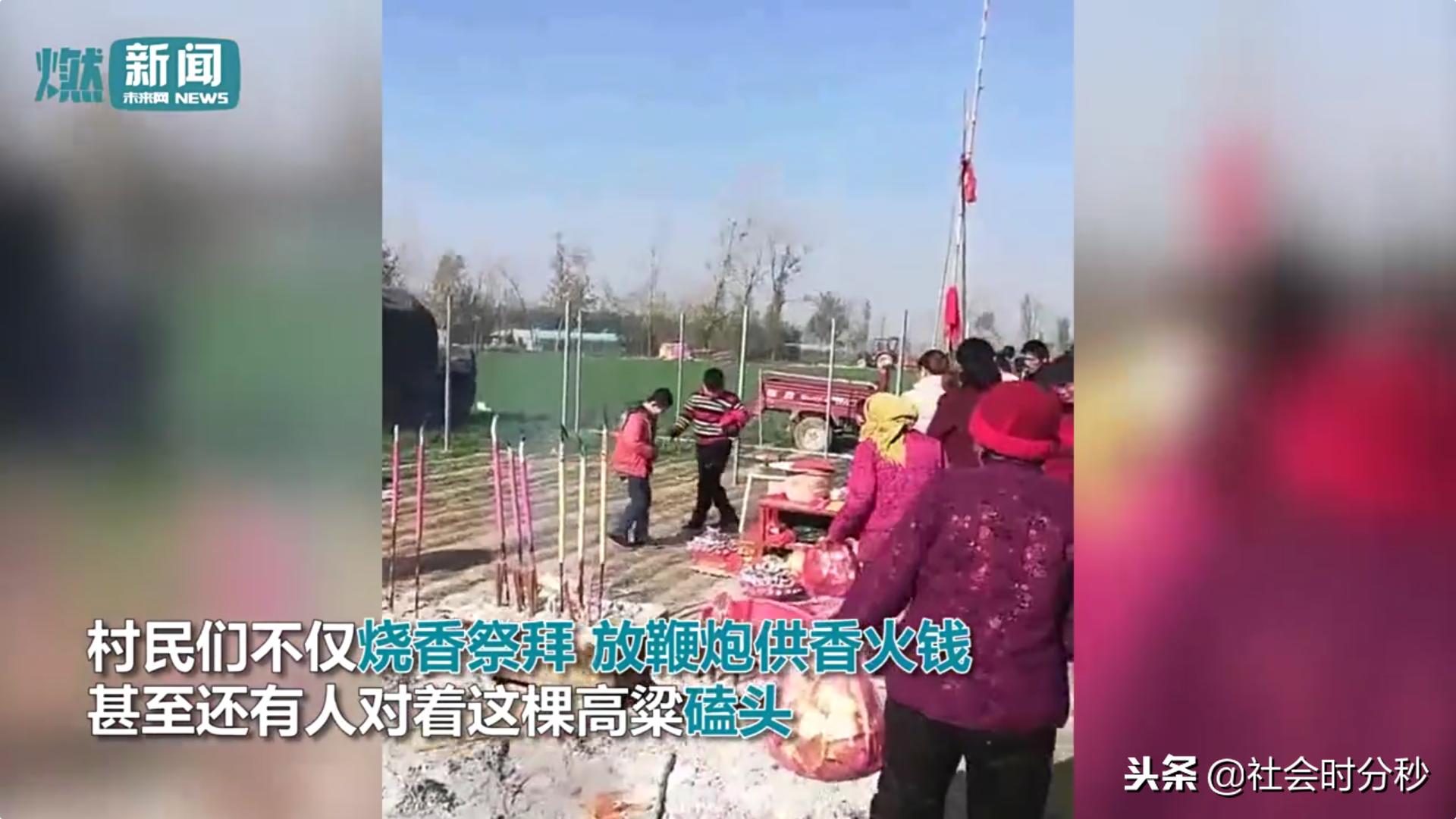 山东5.7米“神高粱”引来村民烧香跪拜警方：是迷信已铲除