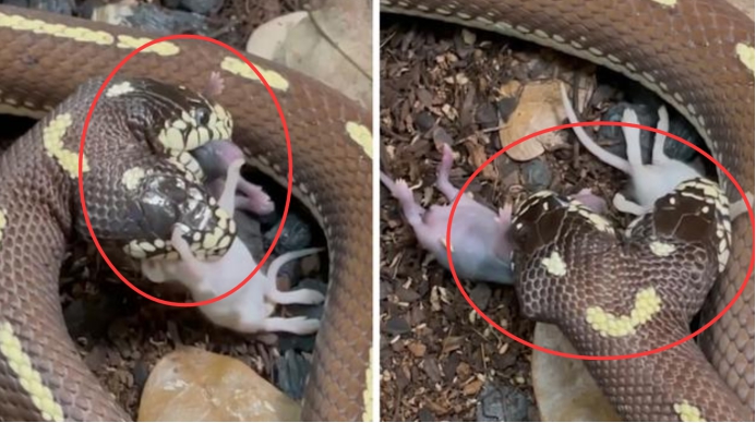 美国双头蛇同时吞下2只老鼠,双头蛇进食老鼠