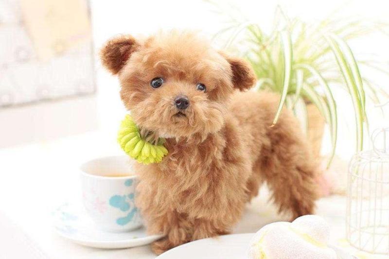 狗狗品种大全及介绍了解一下,狗狗品种怎么挑选最好看