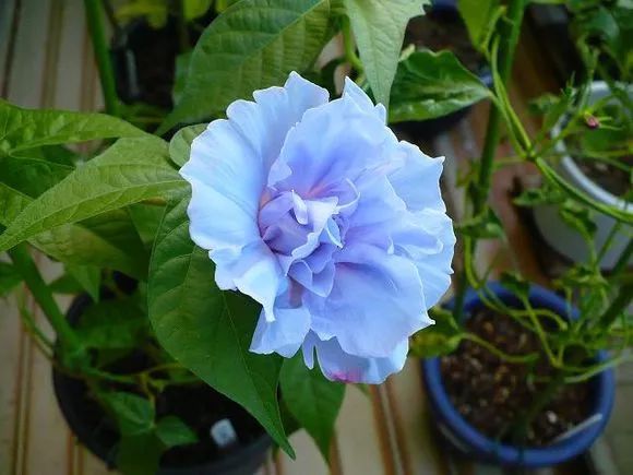 牵牛花到处游,牵牛花随便种