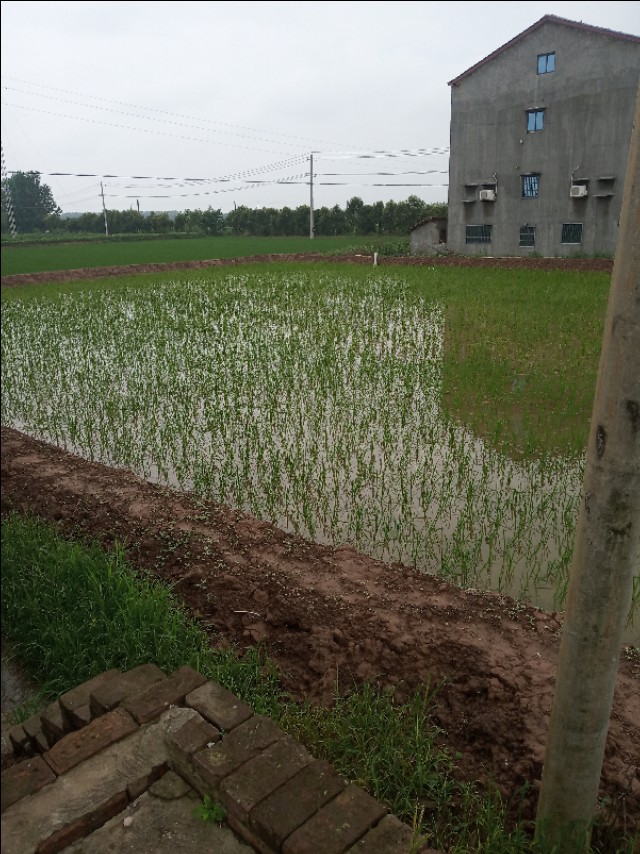 小龙虾养殖每亩的成本与真实利润,小龙虾养殖技术成本与利润新手