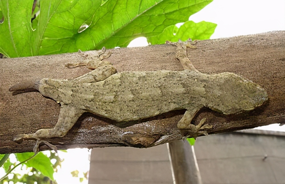 壁虎对晚期癌症有什么用吗,壁虎能解癌毒吗