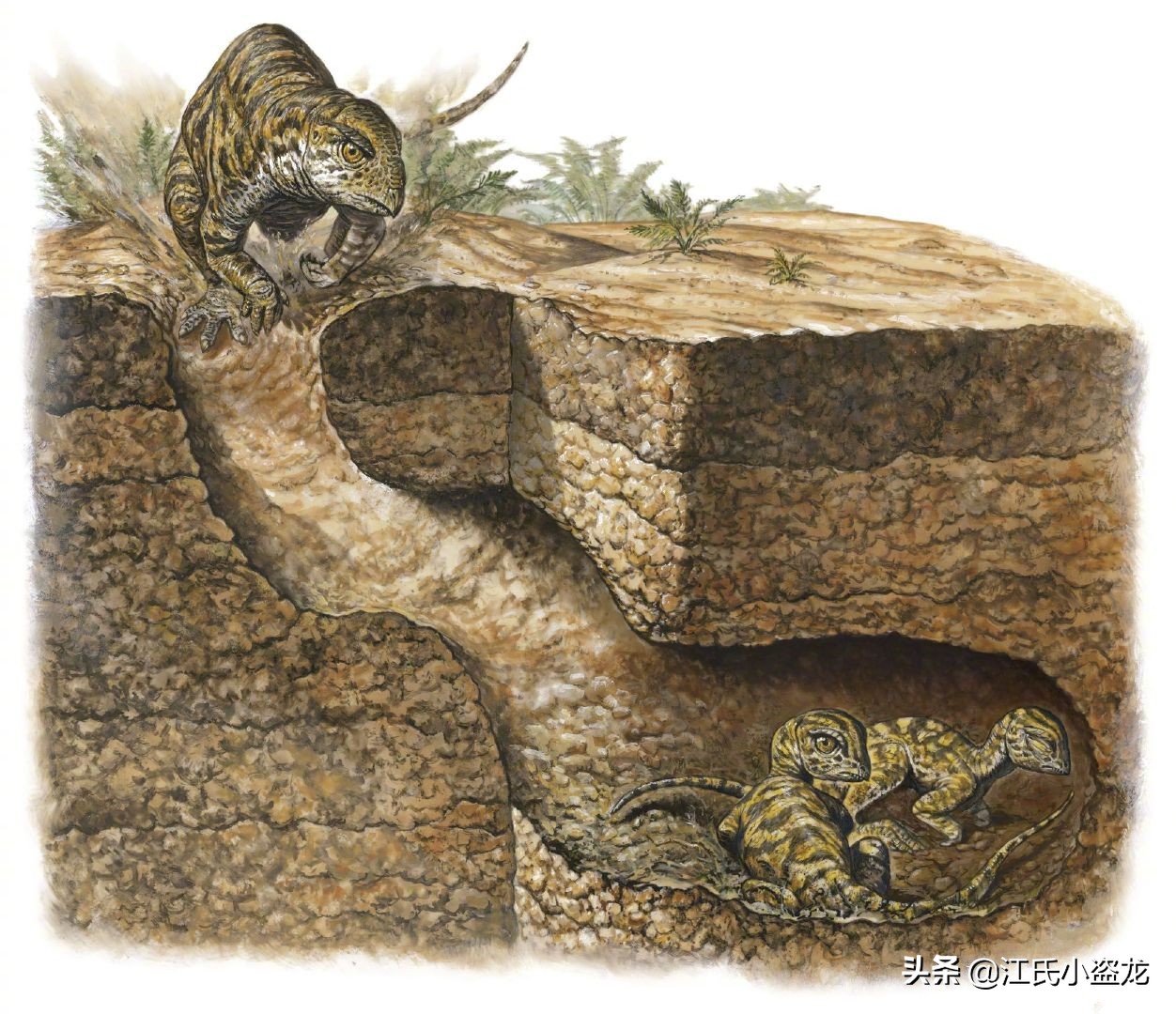 甲龙特殊形态,甲龙成年形态