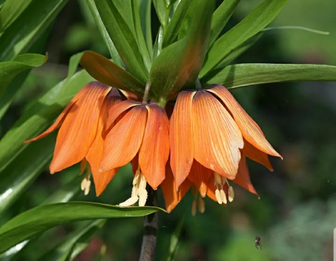 奇葩造型花：头上长草，心中有鬼，白月光。白天不开你非要晚上开