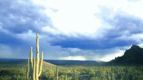 香！vivo把“鸡头*法大**”嵌入手机