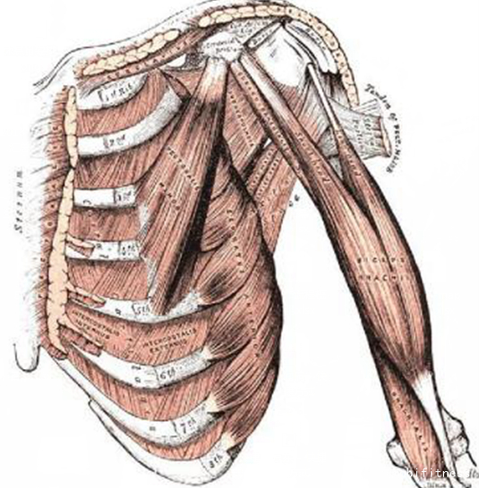 磁阻划船机减脂效果如何,划船机与潜水哪个减脂效果好