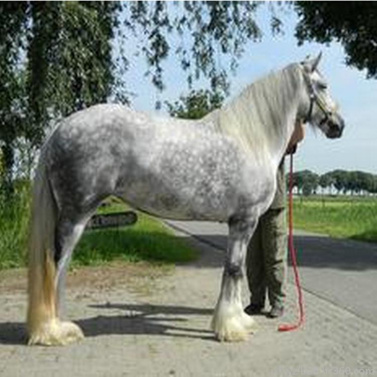 鄂尔多斯人方言起源,鄂尔多斯蒙古人的起源