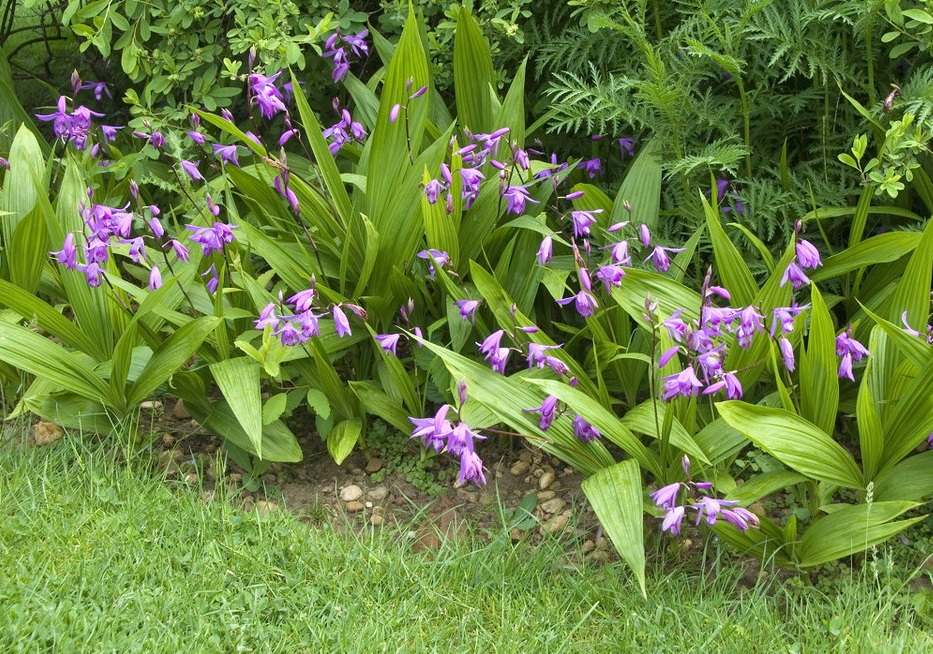 白芨出售时怎样分类,这段时间收购的白芨有哪些