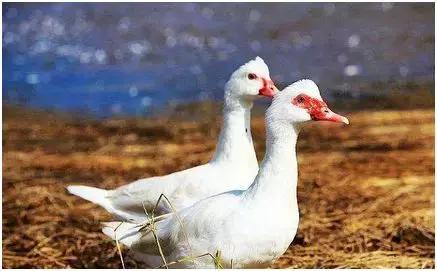 养殖农场赚钱创业项目是什么,种养殖项目什么最赚钱