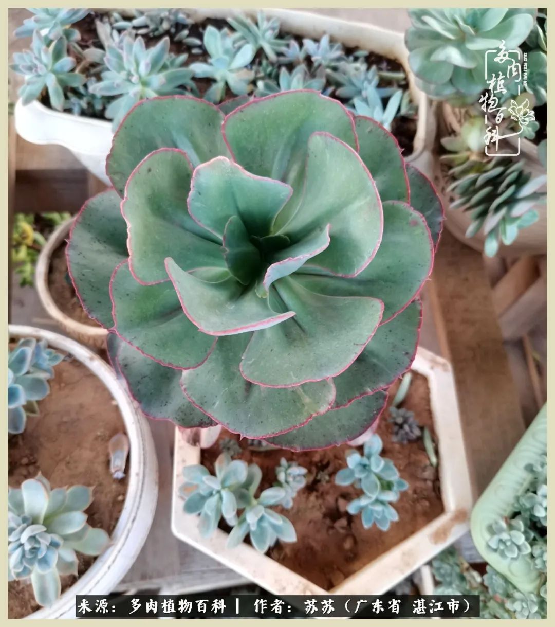 不要辜负与多肉的美好时光,多肉可以给人岁月静好的感觉