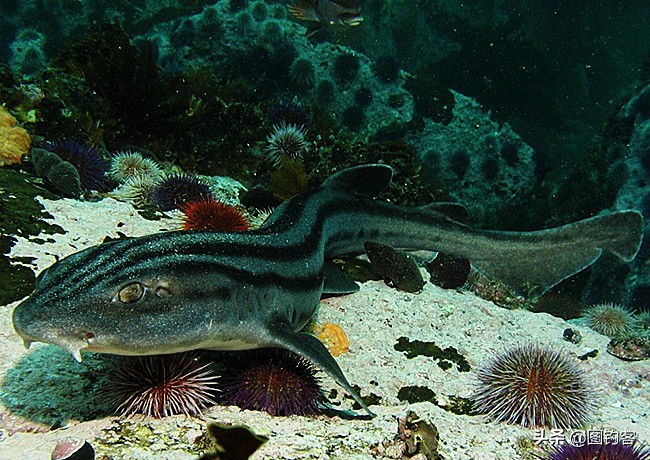 猫齿鲨可以做观赏鱼吗,猫齿鲨鲨鱼