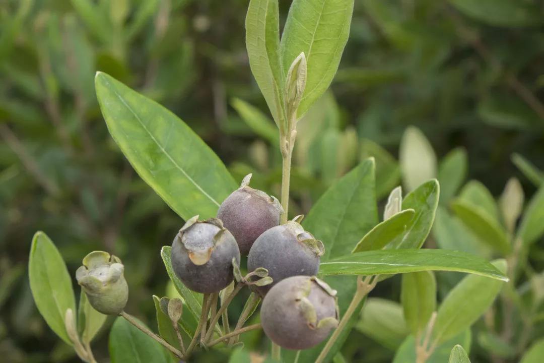 山上摘的野生稔子,客家稔子果