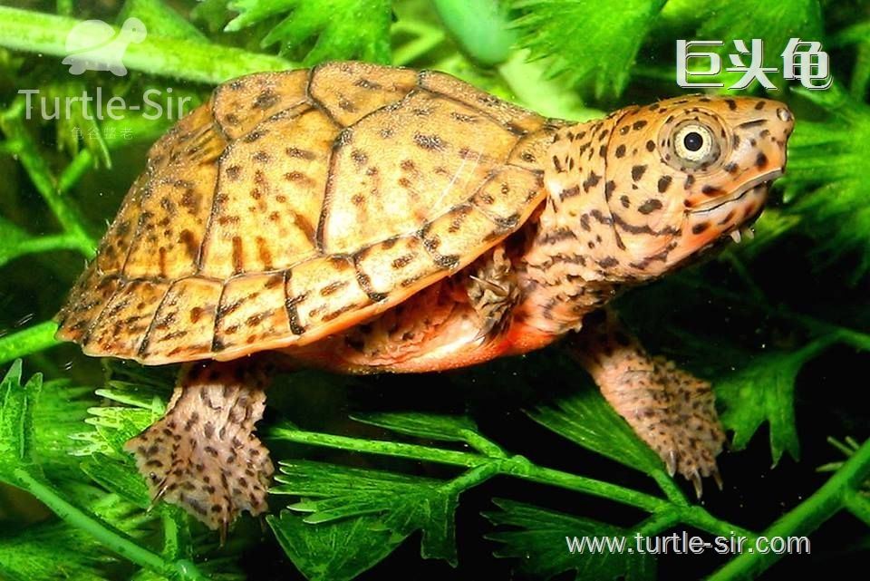 蛋龟养殖之家的龟怎么样,如何养好巨头蛋龟