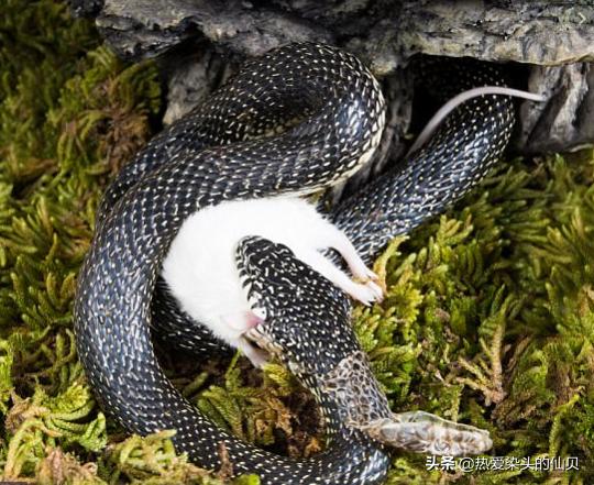 蛇类中爬行最快的,蛇类无骨骼爬行动物