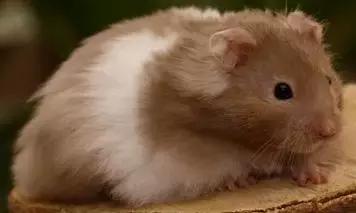 仓鼠的种类习性详细介绍,仓鼠有哪些亚种种类