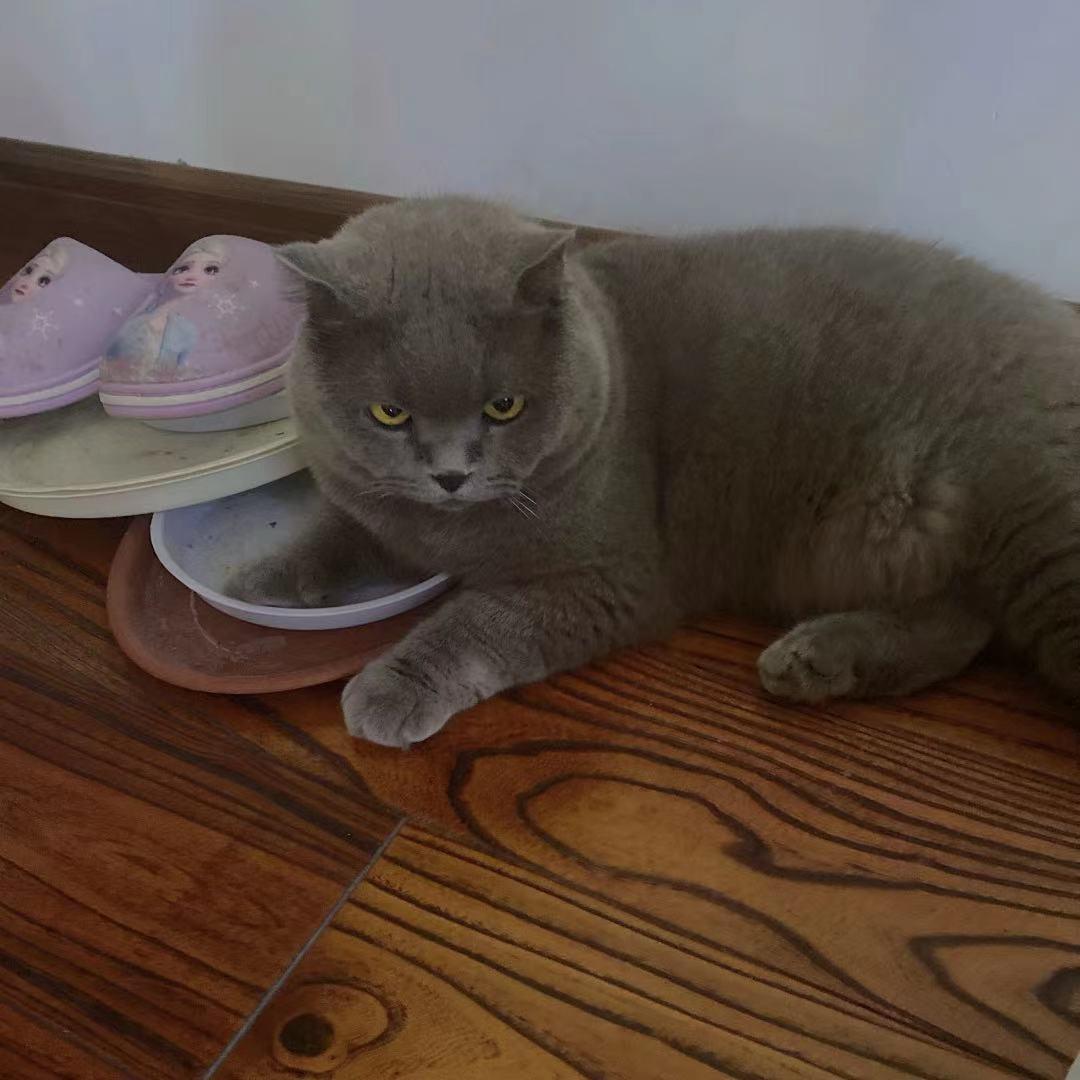 园园日记旅行,园园日记完整版