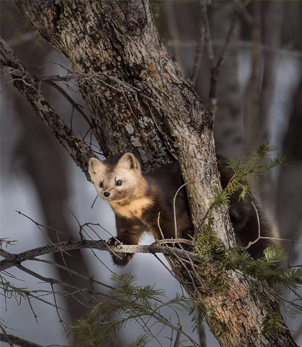 紫貂和紫貂宝宝,罕见紫貂现身长白山