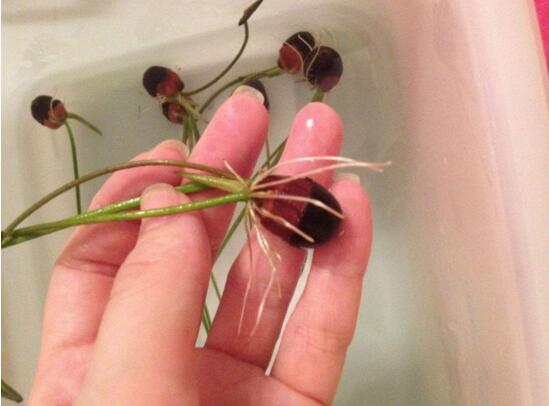 碗莲培育全过程视频,碗莲培育壮苗