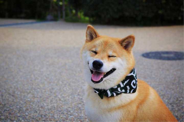 最齐全的狗狗品种介绍及图片,带你了解一下常见狗狗的品种