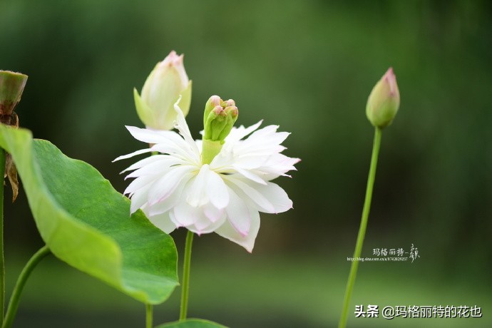 碗莲需要重复种植吗,碗莲种植不容易