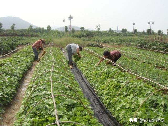 八角的种植条件及技术要点有哪些,八角种植要么不种要么精种