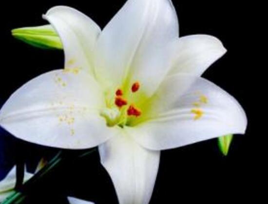 百合花放在卧室对身体有害吗,百合花有毒吗可以放室内吗