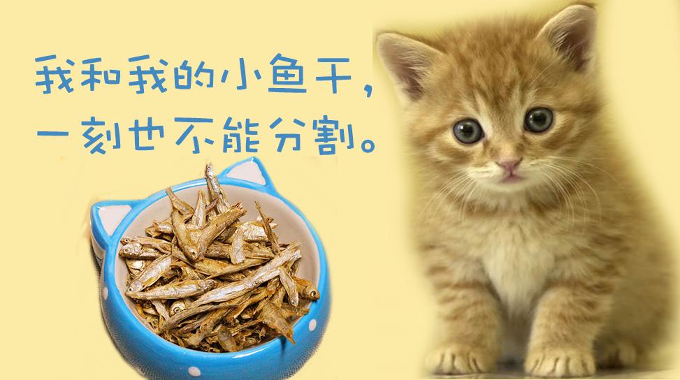 招财猫是源于哪种猫,视界旅行古人的千年吸猫史