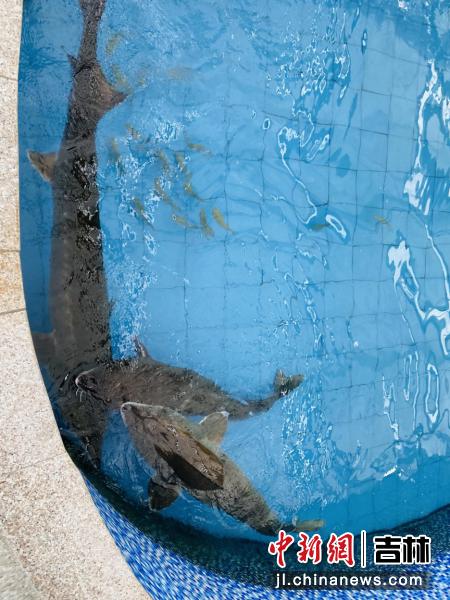 水中活化石鲟鳇鱼,淡水鱼活化石鲟鱼