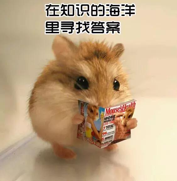 坎贝尔仓鼠和加卡利亚仓鼠,仓鼠生育的小仓鼠种类