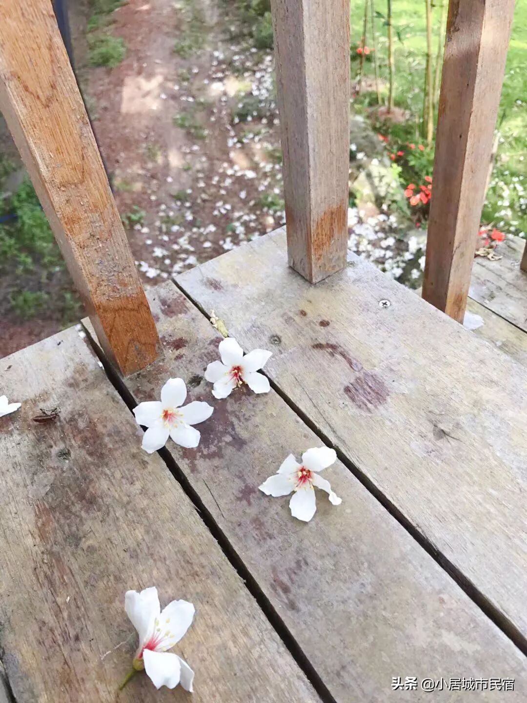 从化旅游景点大全樱花,从化樱花旅游景点