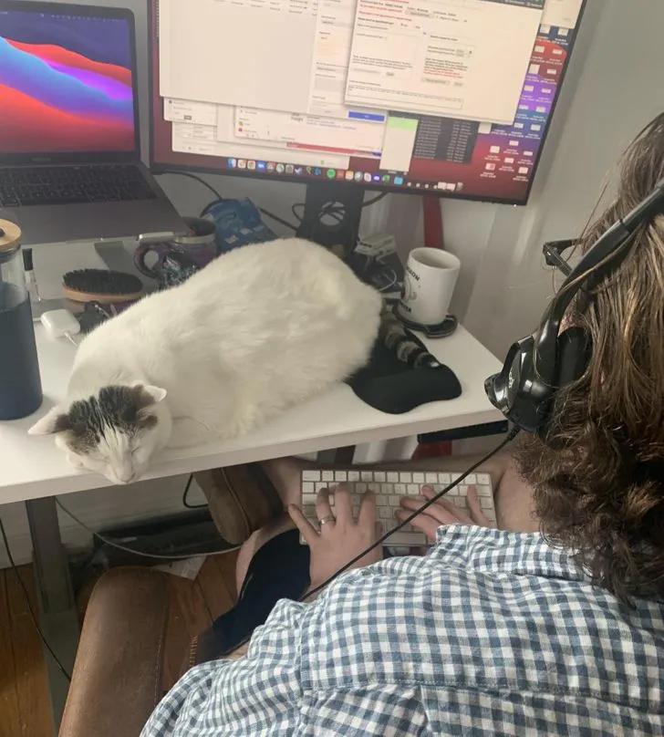 氛围感治愈温柔猫咪图片2张,带有人物与猫咪的温馨治愈图