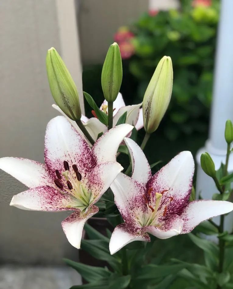 秋日赏花，百合必须要拥有姓名