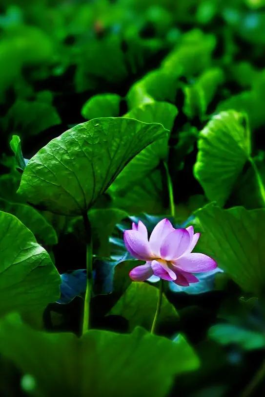 荷花品种大全及名称图片,荷花品种及名称大全图片