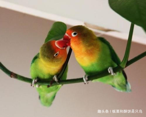 牡丹鹦鹉到底有多少种,可以饲养的牡丹鹦鹉有什么品种