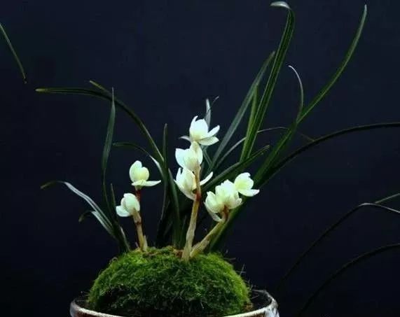 世界上最昂贵的花一朵价值1500万,世界上最高贵的花典雅图文