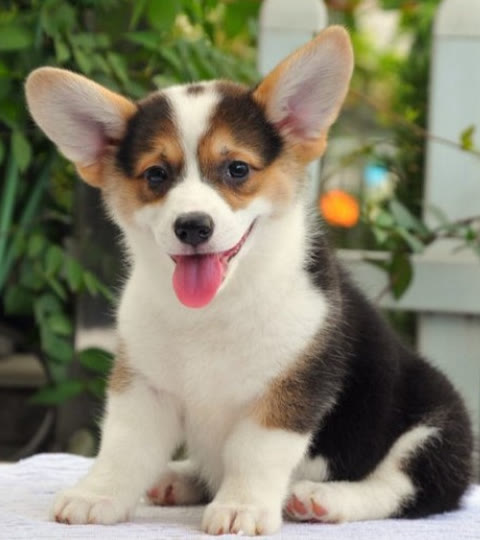 柯基狗一年吃多少狗粮合适,柯基狗狗一天吃多少狗粮