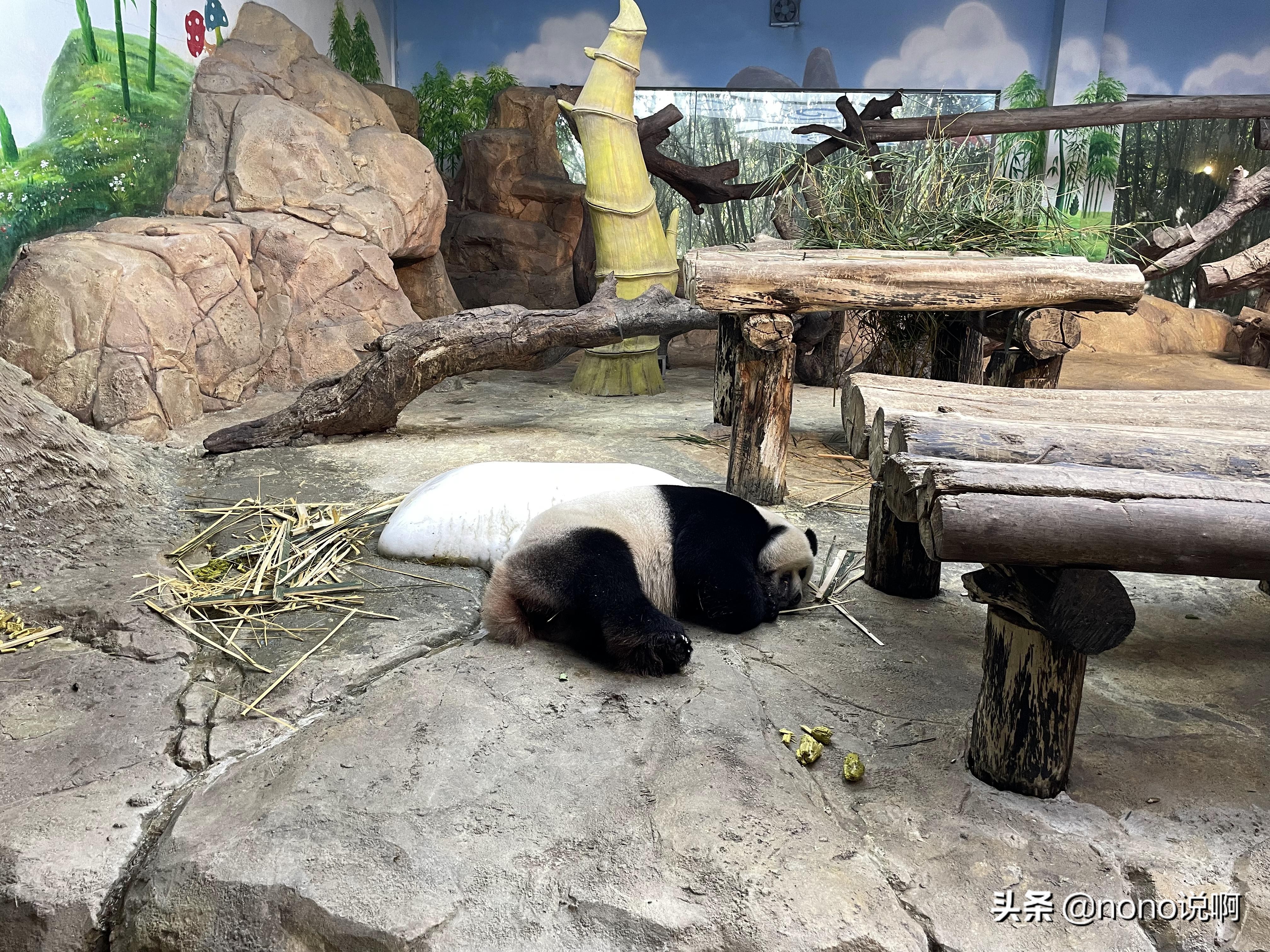 广州长隆野生动物园亲子旅游攻略,11月广州长隆野生动物园游玩攻略