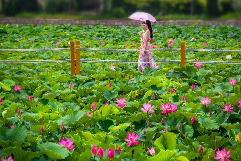 夏季最美荷花在哪里,山东最漂亮的荷花