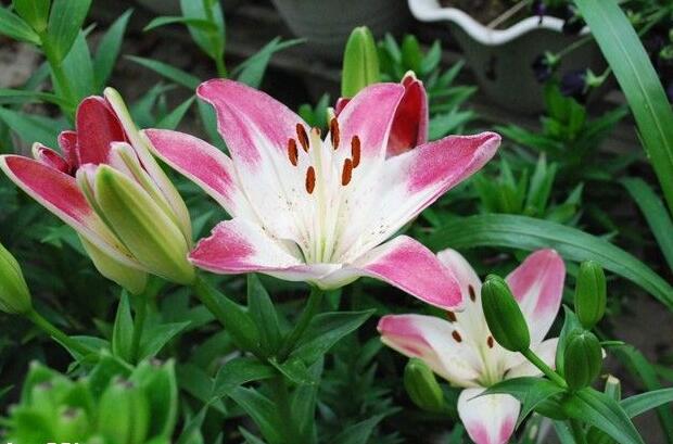 盆栽百合花怎么养才多开花教程,盆栽百合花开花后怎么养护