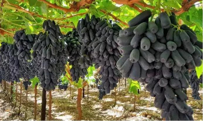 一学就会的致富经为何一做就成“致负经”，原因何在？