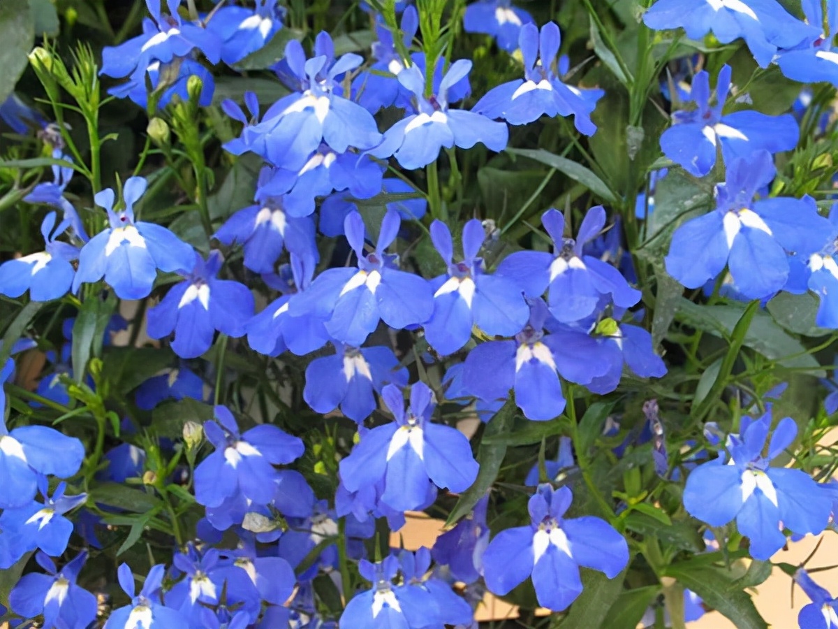 十种蓝色花,常见的六种蓝色花