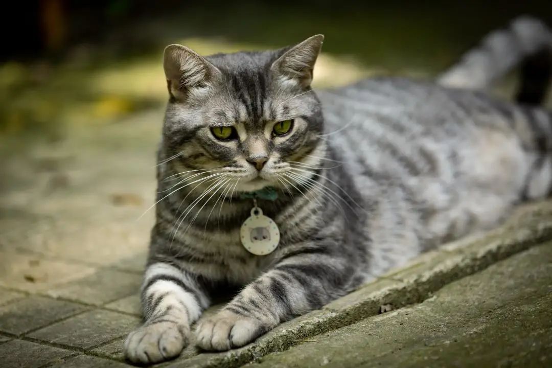 从实用场景到时尚单品，宠物配饰进入2.0时代