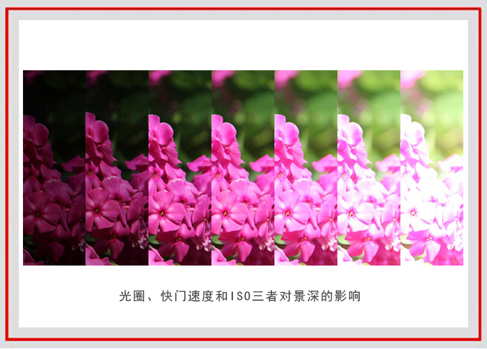 拍摄花卉的景深有哪些方法,如何运用和控制花卉摄影的景深