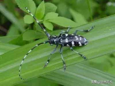 油画棒流星教程简单,油画棒星空鹿教程