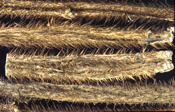 刺五加是刺果棒吗,刺五加别名叫什么